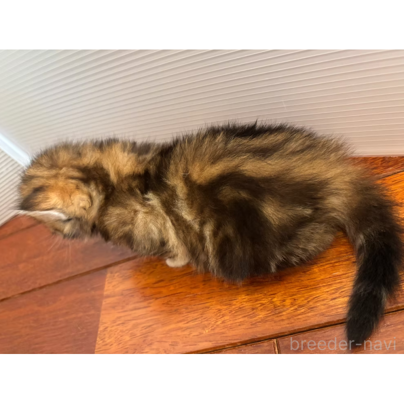 販売中の徳島県のサイベリアン-130409の31枚目