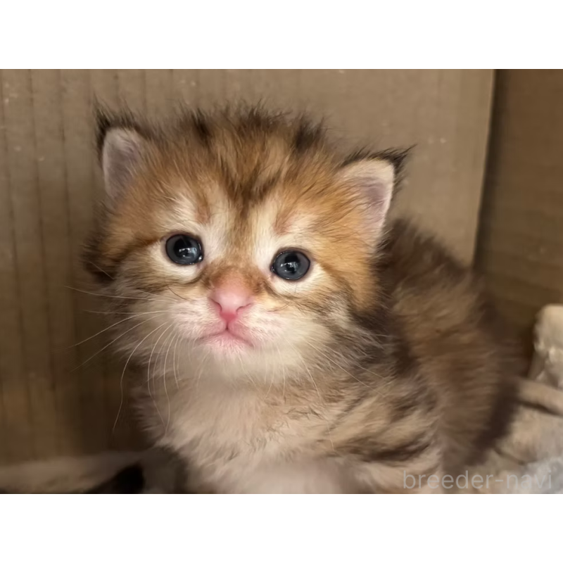 販売中の徳島県のサイベリアン-130409の30枚目