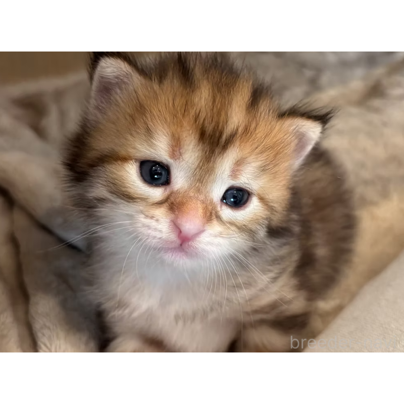 販売中の徳島県のサイベリアン-130409の29枚目