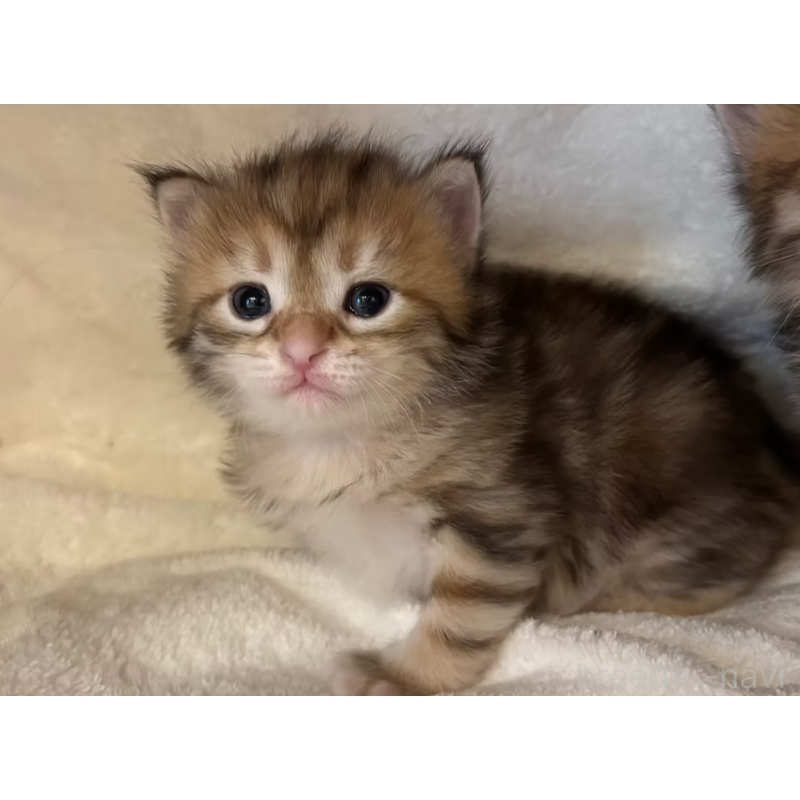 販売中の徳島県のサイベリアン-130409の28枚目