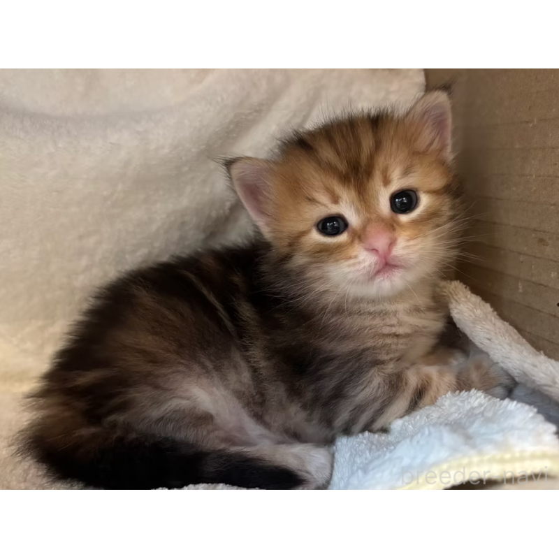 販売中の徳島県のサイベリアン-130409の27枚目