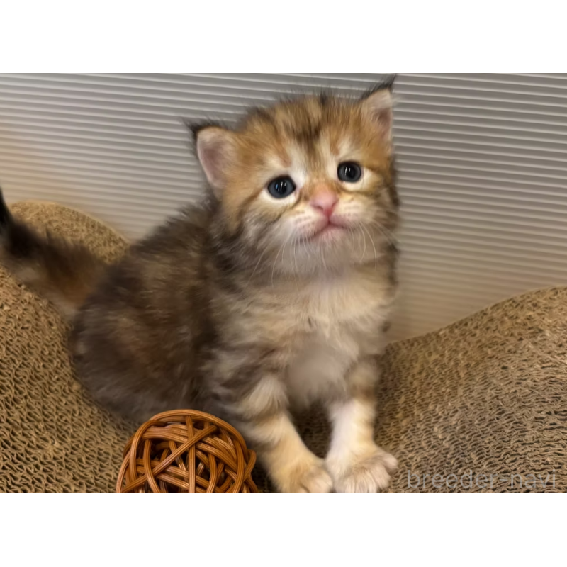 販売中の徳島県のサイベリアン-130409の26枚目