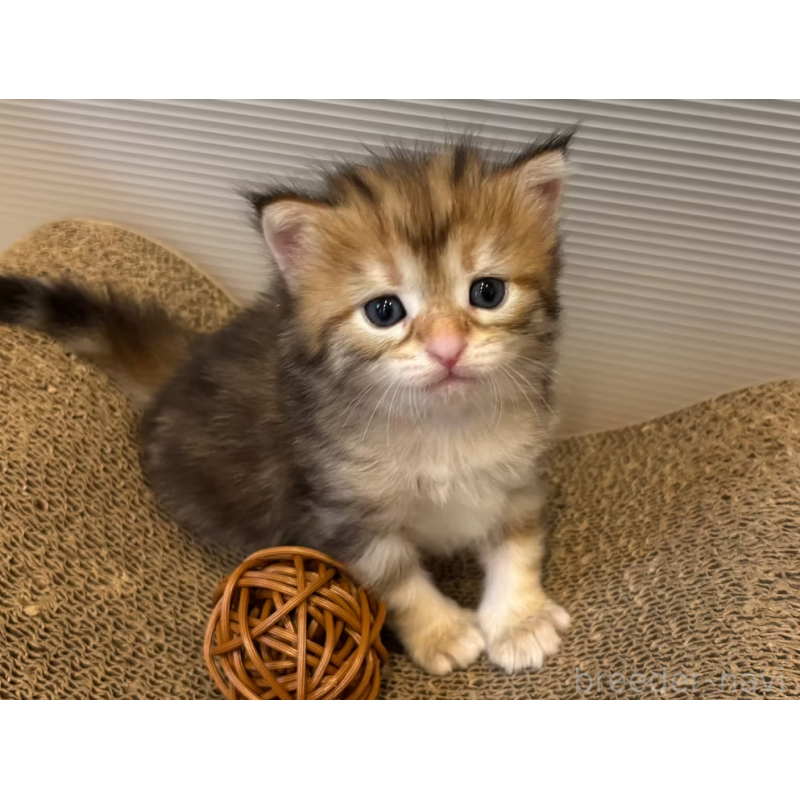 販売中の徳島県のサイベリアン-130409の25枚目