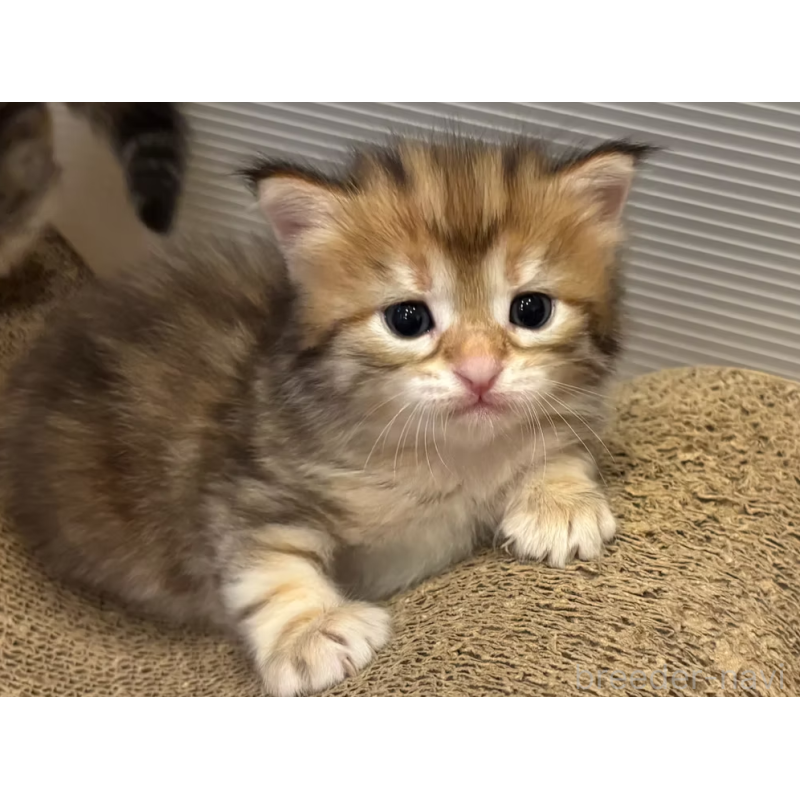 販売中の徳島県のサイベリアン-130409の24枚目