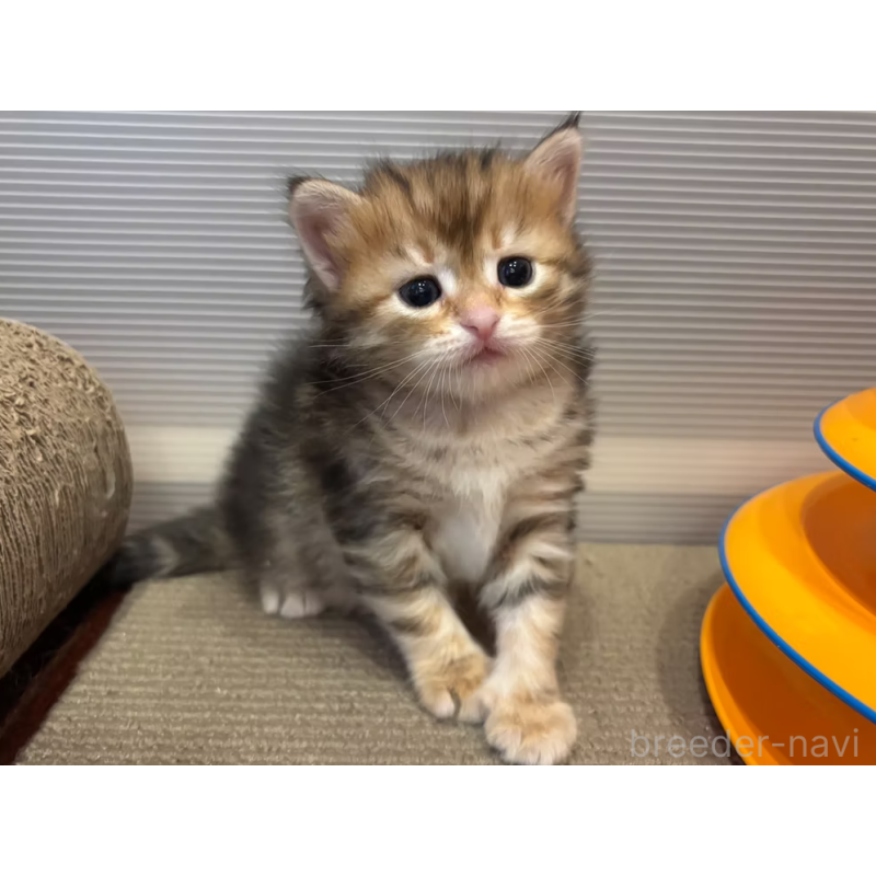 販売中の徳島県のサイベリアン-130409の23枚目