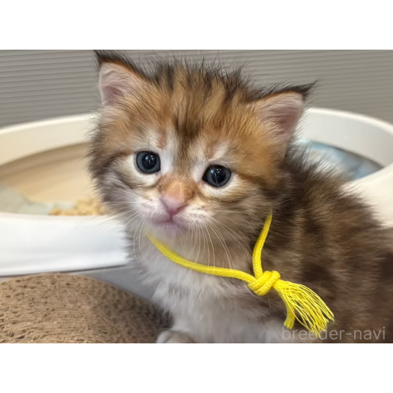 販売中の徳島県のサイベリアン-130409の22枚目