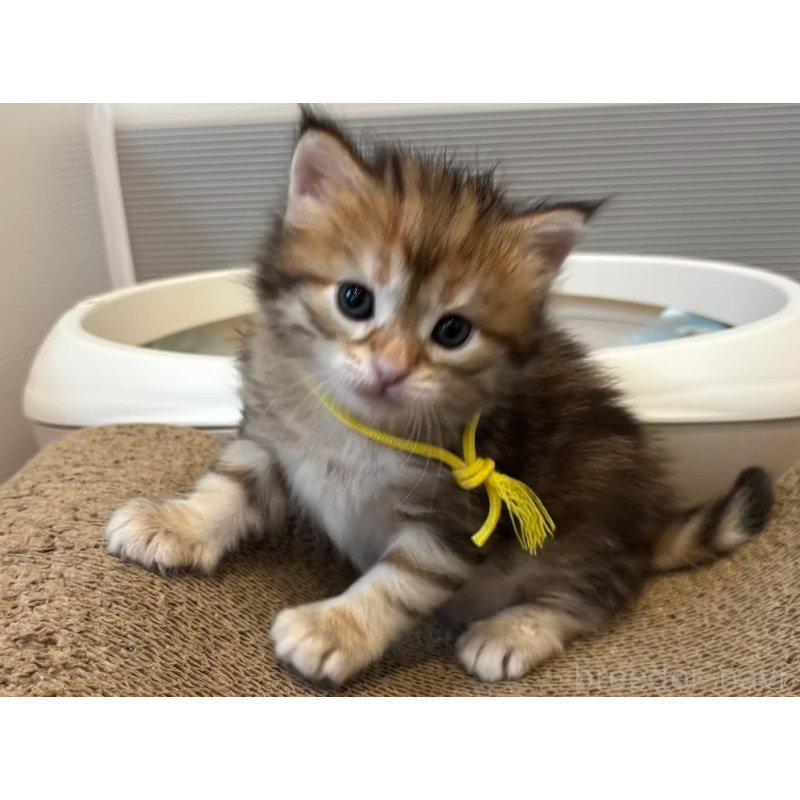 販売中の徳島県のサイベリアン-130409の21枚目