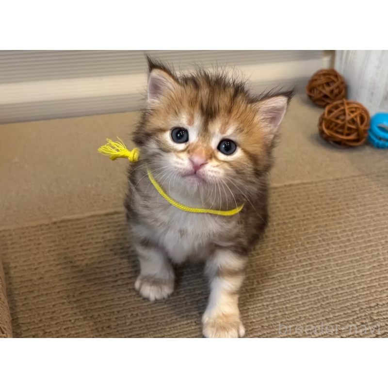 販売中の徳島県のサイベリアン-130409の20枚目