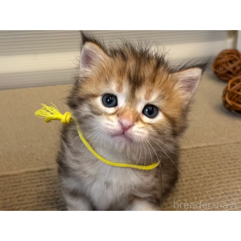 販売中の徳島県のサイベリアン-130409の19枚目