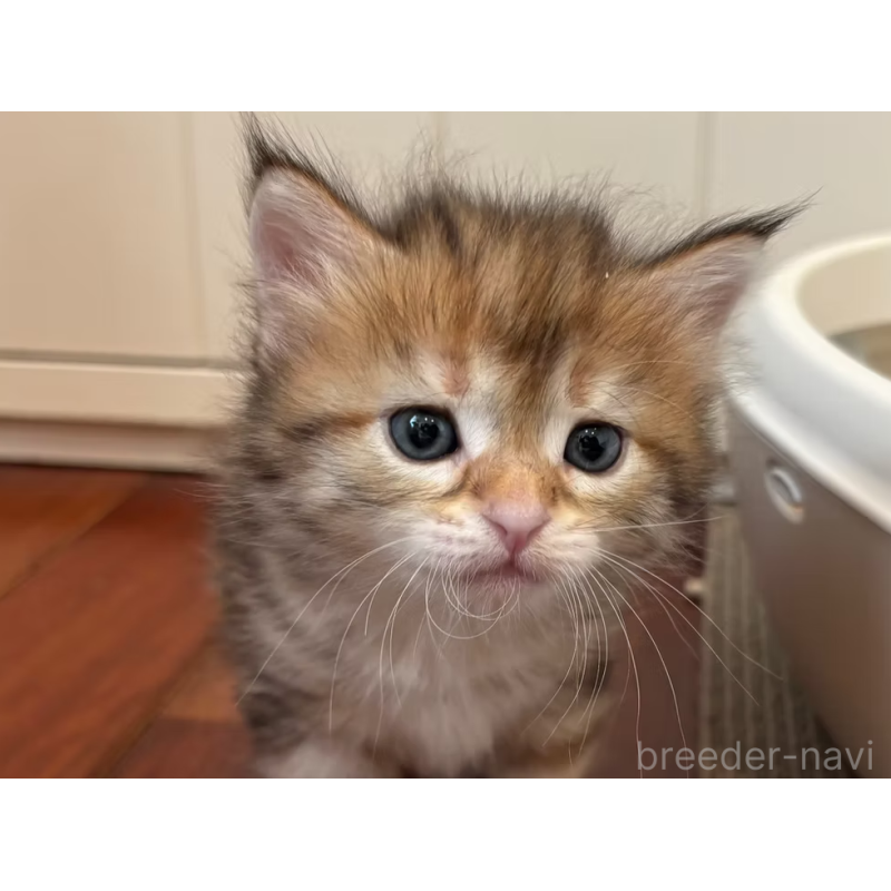 販売中の徳島県のサイベリアン-130409の18枚目