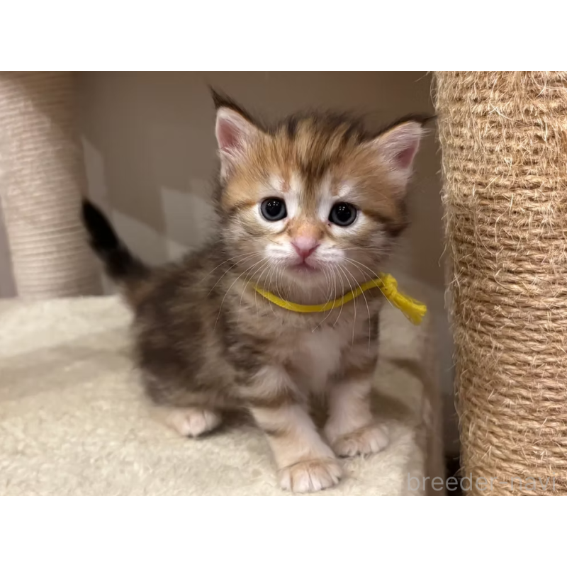 販売中の徳島県のサイベリアン-130409の17枚目