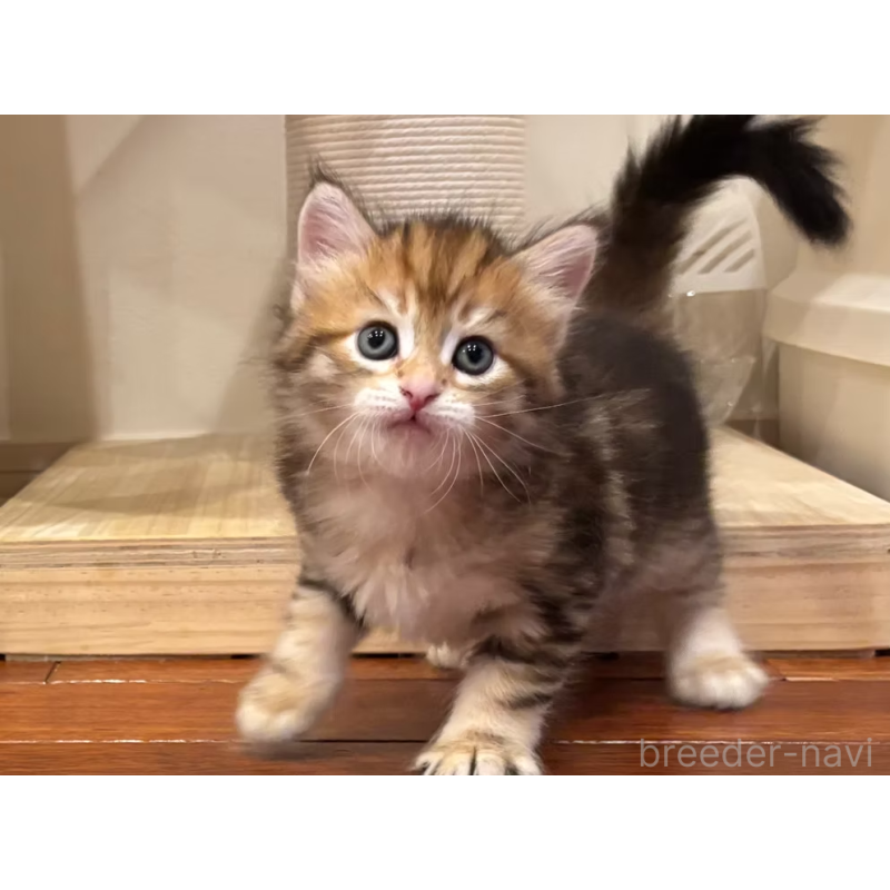 販売中の徳島県のサイベリアン-130409の16枚目