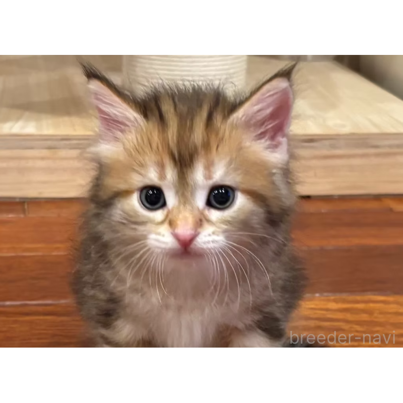 販売中の徳島県のサイベリアン-130409の15枚目