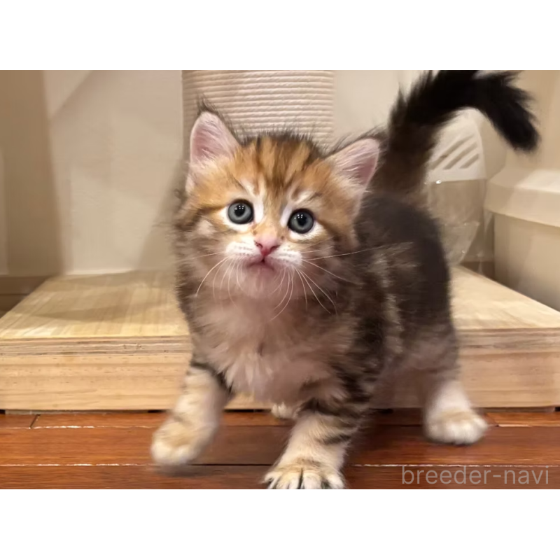 販売中の徳島県のサイベリアン-130409の14枚目