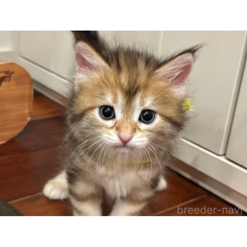 販売中の徳島県のサイベリアン-130409の13枚目