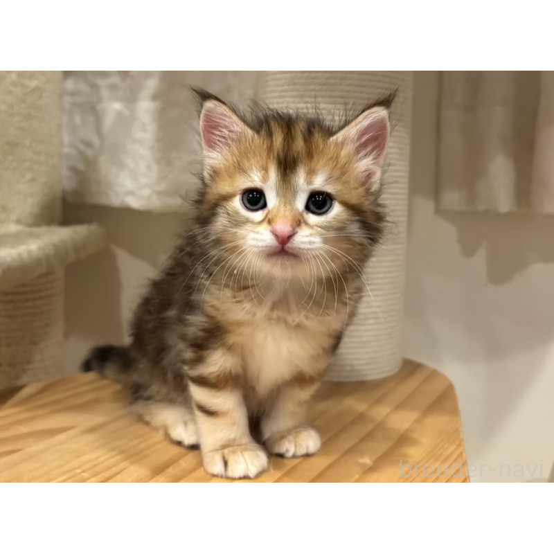 販売中の徳島県のサイベリアン-130409の12枚目