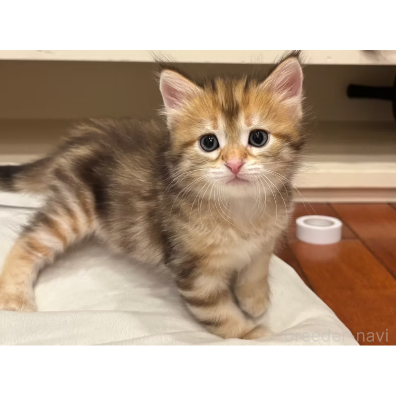 販売中の徳島県のサイベリアン-130409の11枚目