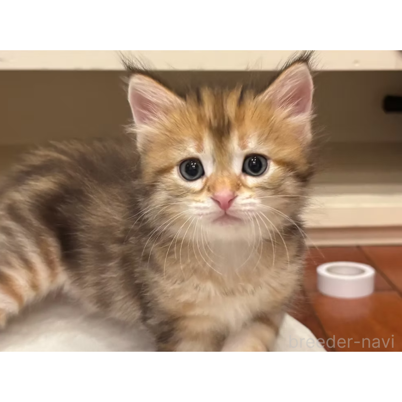 販売中の徳島県のサイベリアン-130409の10枚目