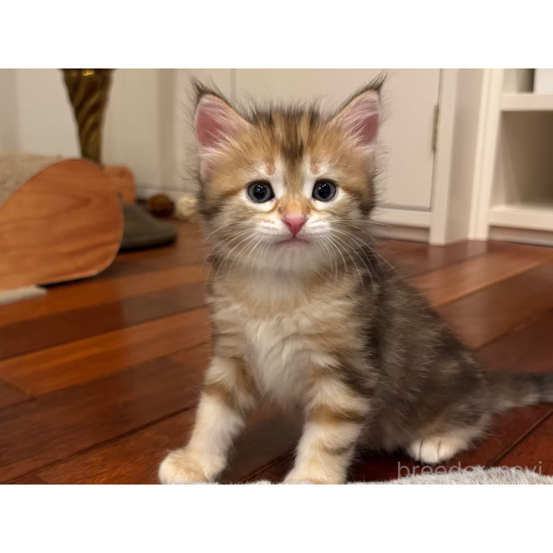 販売中の徳島県のサイベリアン-130409の9枚目