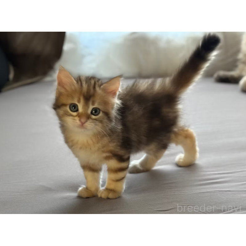 販売中の徳島県のサイベリアン-130409の8枚目