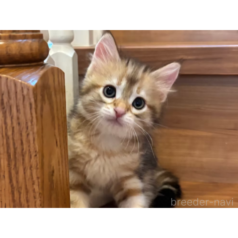 販売中の徳島県のサイベリアン-130409の7枚目