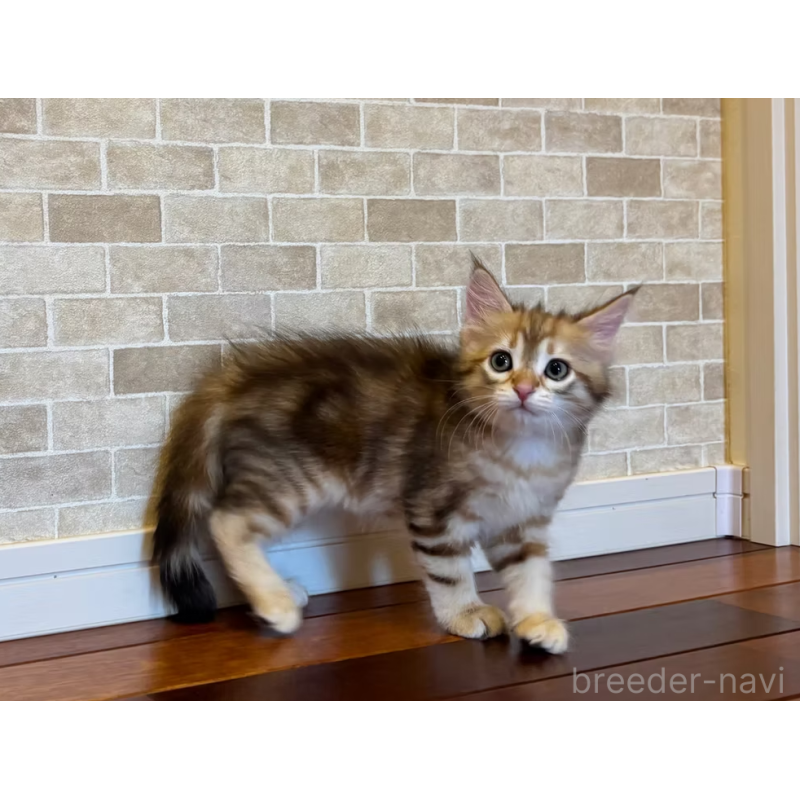 販売中の徳島県のサイベリアン-130409の6枚目