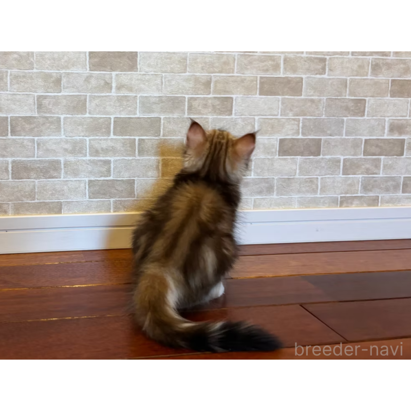 販売中の徳島県のサイベリアン-130409の5枚目