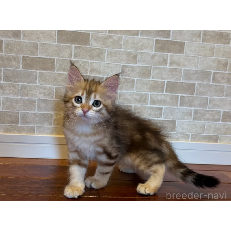 販売中の徳島県のサイベリアン-130409の4枚目