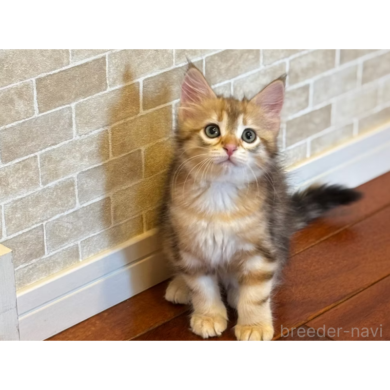 販売中の徳島県のサイベリアン-130409の3枚目