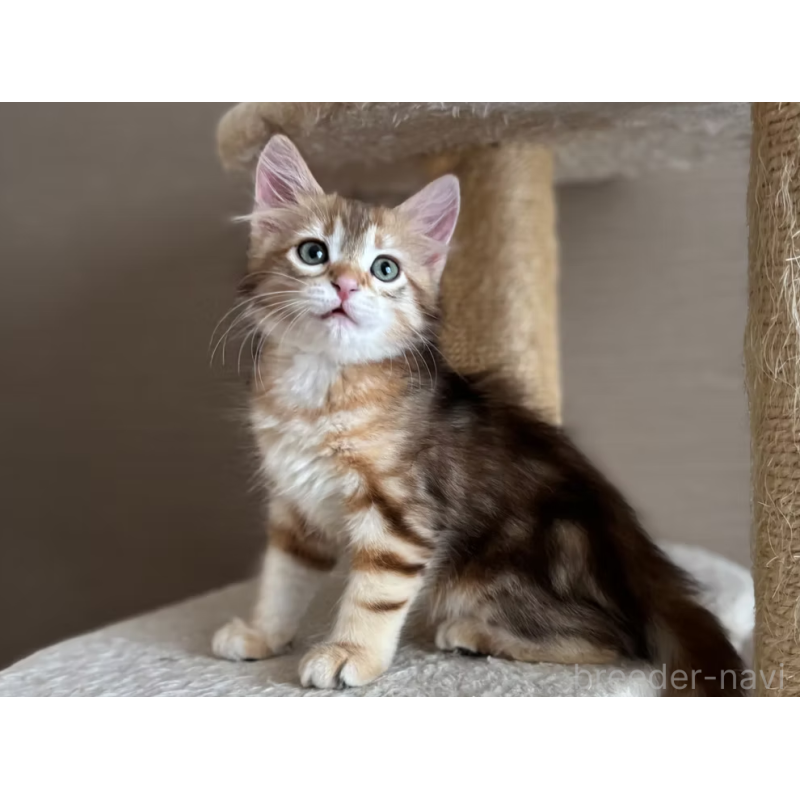 販売中の徳島県のサイベリアン-130409の2枚目