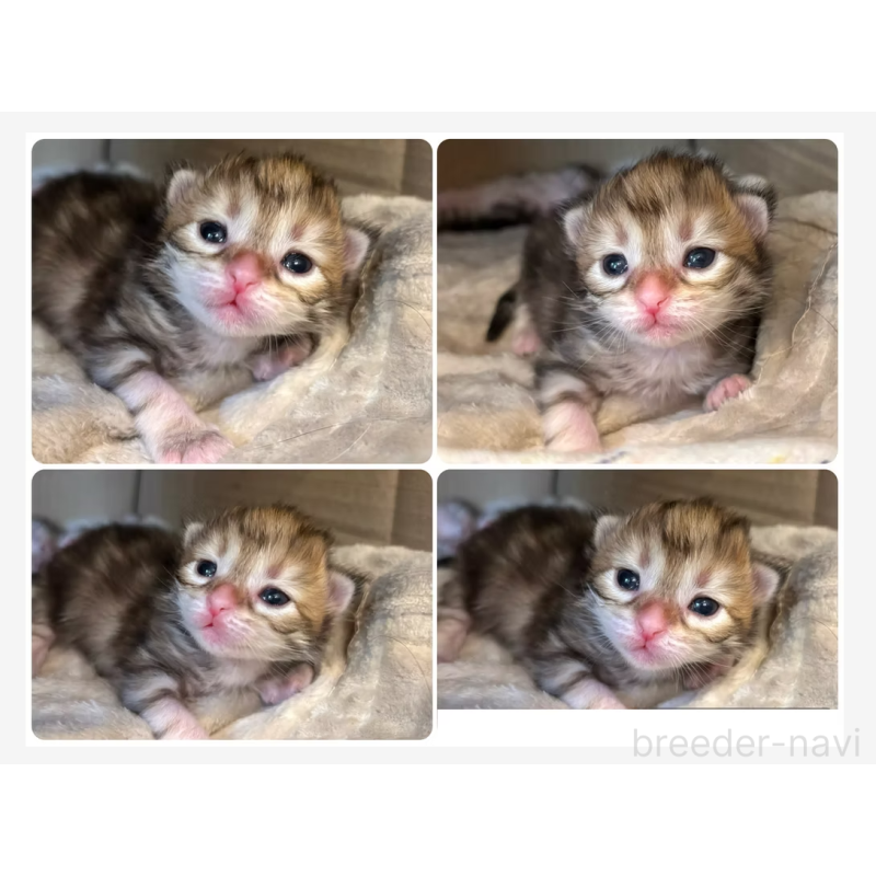 販売中の徳島県のサイベリアン-130410の30枚目