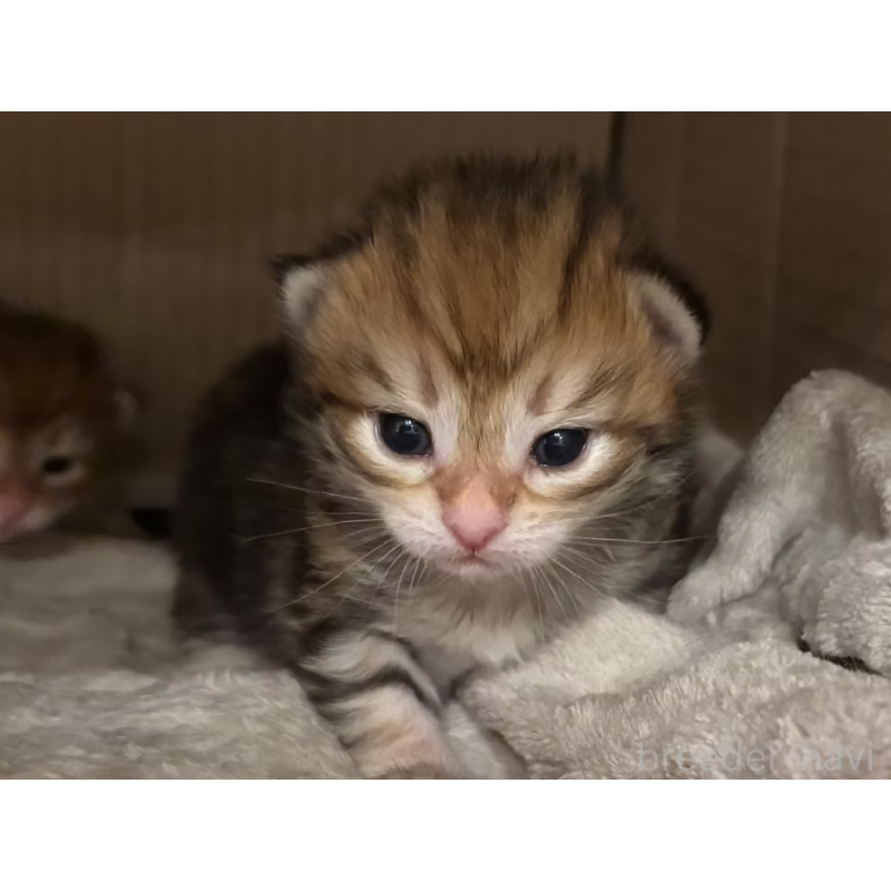 販売中の徳島県のサイベリアン-130410の29枚目