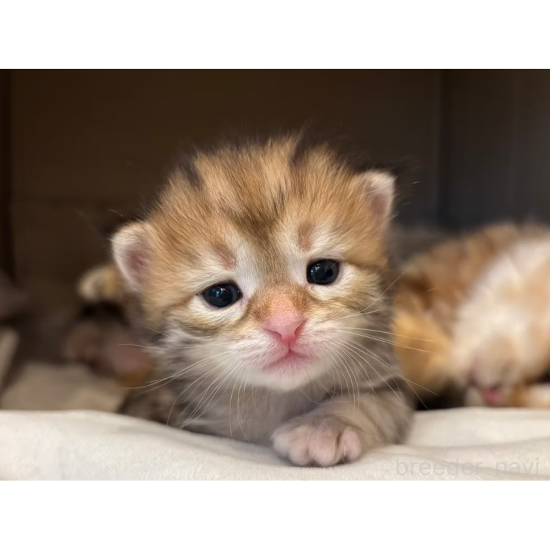 販売中の徳島県のサイベリアン-130410の28枚目