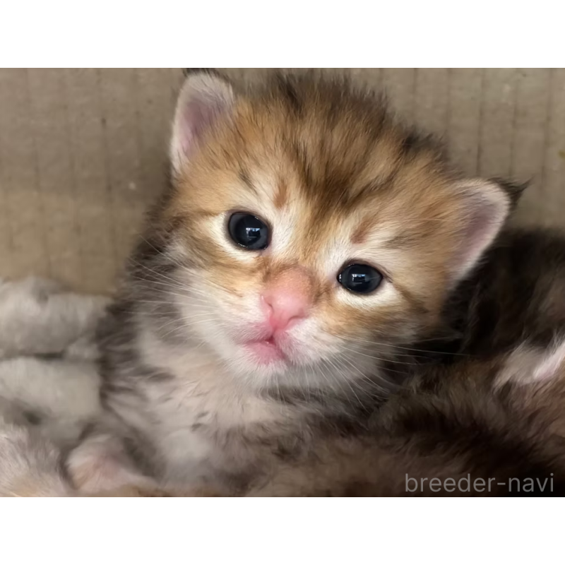 販売中の徳島県のサイベリアン-130410の27枚目