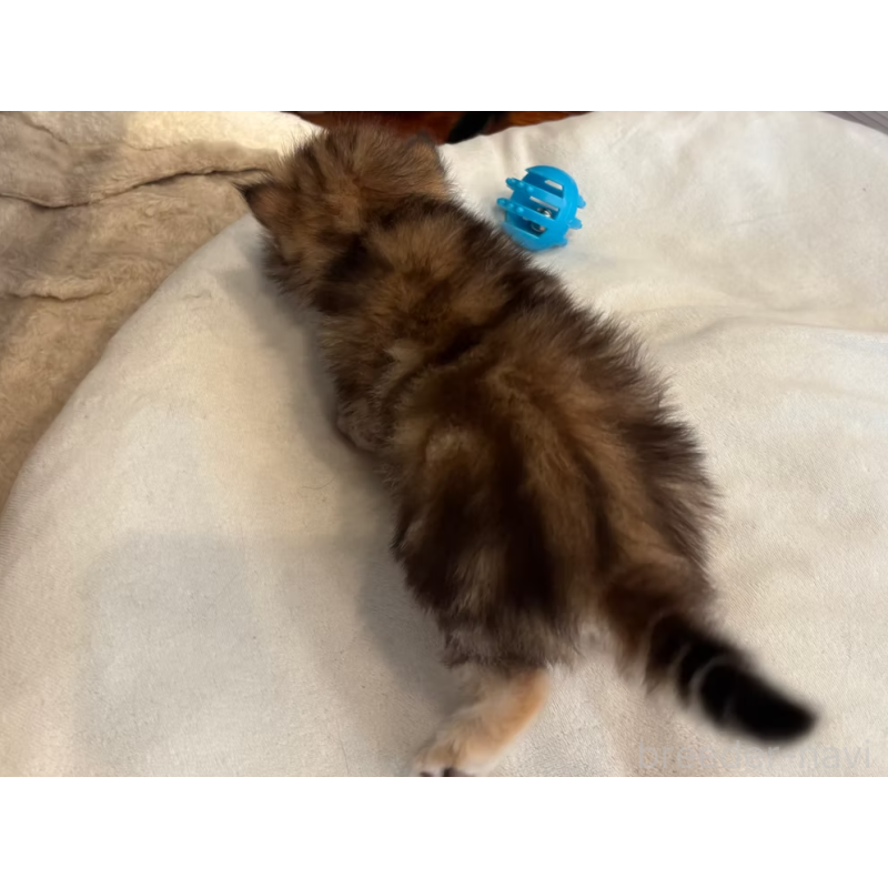 販売中の徳島県のサイベリアン-130410の26枚目