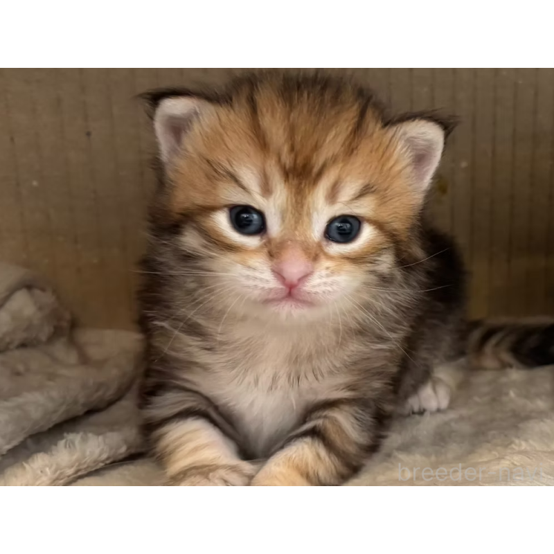 販売中の徳島県のサイベリアン-130410の25枚目