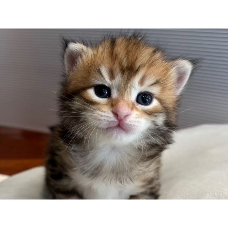 販売中の徳島県のサイベリアン-130410の24枚目