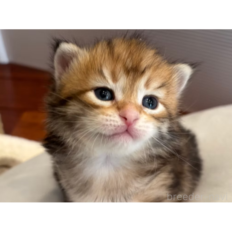 販売中の徳島県のサイベリアン-130410の23枚目