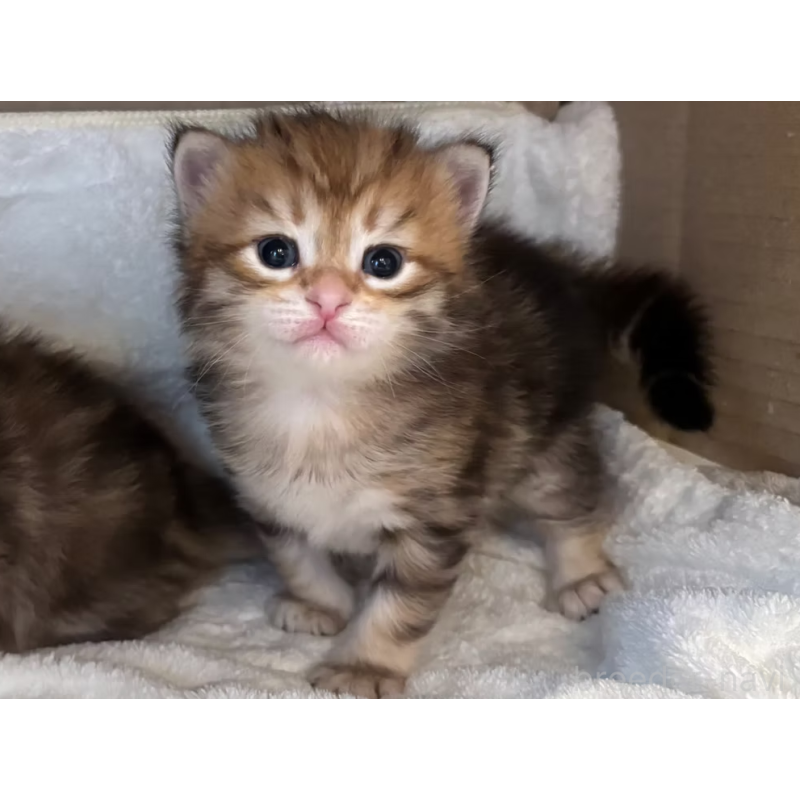 販売中の徳島県のサイベリアン-130410の22枚目