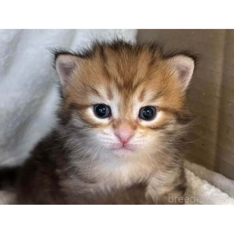 販売中の徳島県のサイベリアン-130410の21枚目