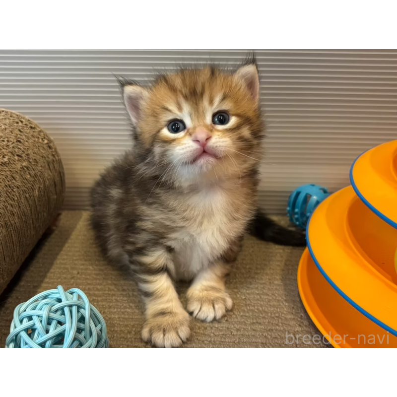 販売中の徳島県のサイベリアン-130410の19枚目