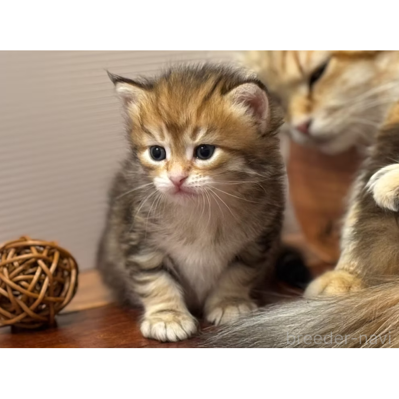 販売中の徳島県のサイベリアン-130410の18枚目