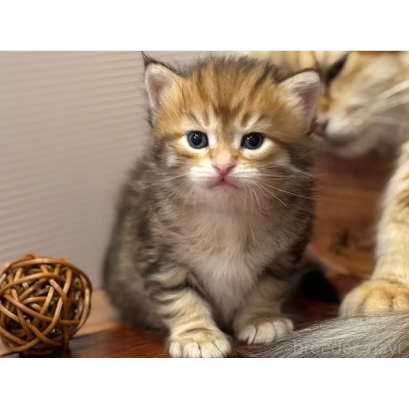 販売中の徳島県のサイベリアン-130410の17枚目