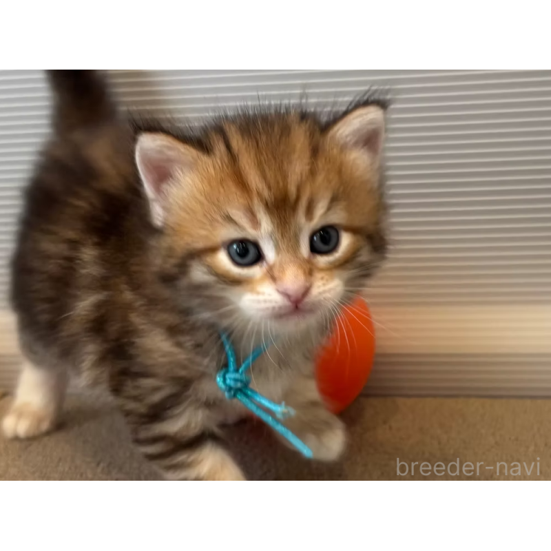 販売中の徳島県のサイベリアン-130410の16枚目