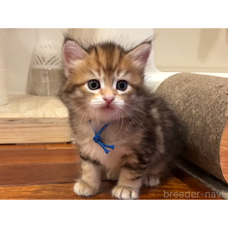 販売中の徳島県のサイベリアン-130410の15枚目