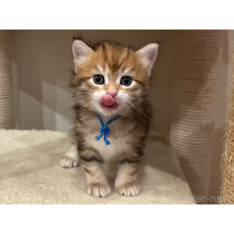 販売中の徳島県のサイベリアン-130410の14枚目