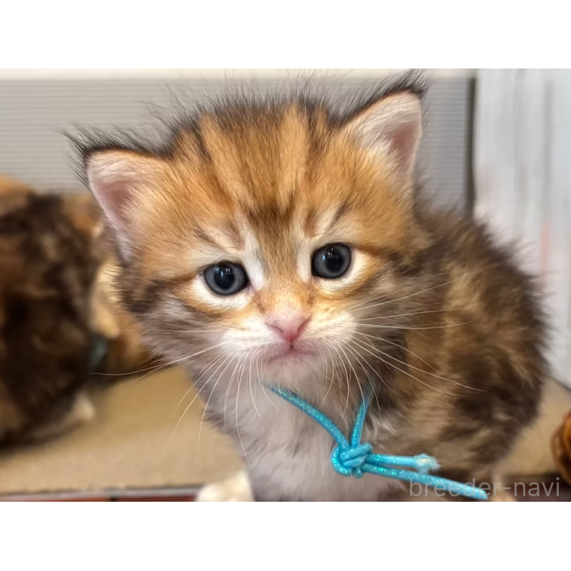 販売中の徳島県のサイベリアン-130410の13枚目