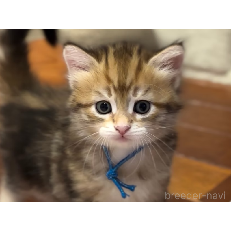 販売中の徳島県のサイベリアン-130410の12枚目