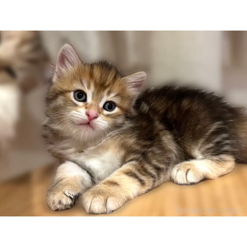 販売中の徳島県のサイベリアン-130410の11枚目