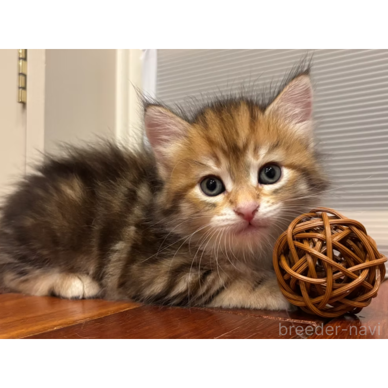 販売中の徳島県のサイベリアン-130410の10枚目